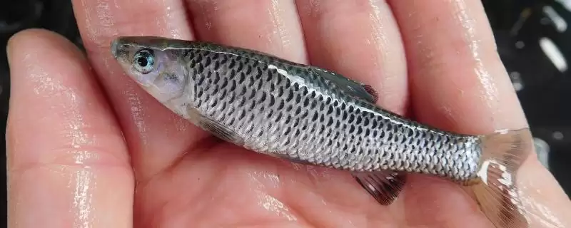 麦穗鱼简介(麦穗鱼普遍分布在我国池塘和溪流中)？-会东网