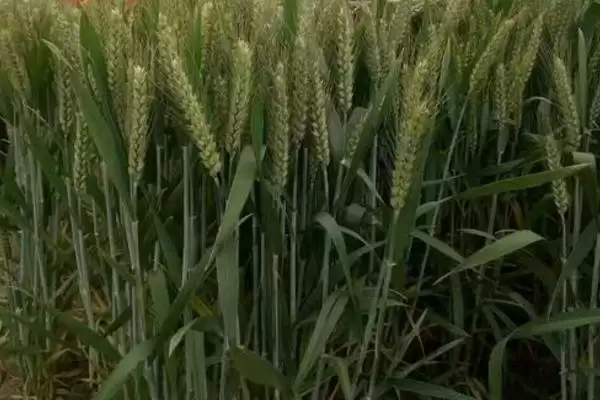 郑麦023小麦种子特征特性与适宜播期(郑麦023小麦种子特征及适宜播期)?插图3 郑麦023小麦种子特征特性与适宜播期(郑麦023小麦种子特征及适宜播期)?插图3