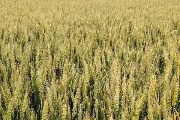 农麦4号小麦种子特征介绍(农麦4号小麦种子特征待补充)?插图2 农麦4号小麦种子特征介绍(农麦4号小麦种子特征待补充)?插图2