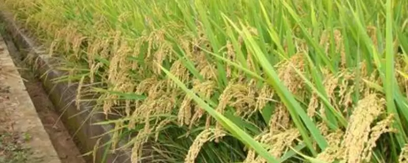 津原85水稻种子情况、所属类型(津原85水稻种子简介，该品种属粳型常规旱稻)？-会东网