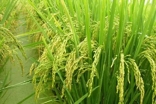 冈优158水稻种子属籼型三系杂交水稻(冈优158水稻种子属籼型三系杂交水稻有何特点)？插图3