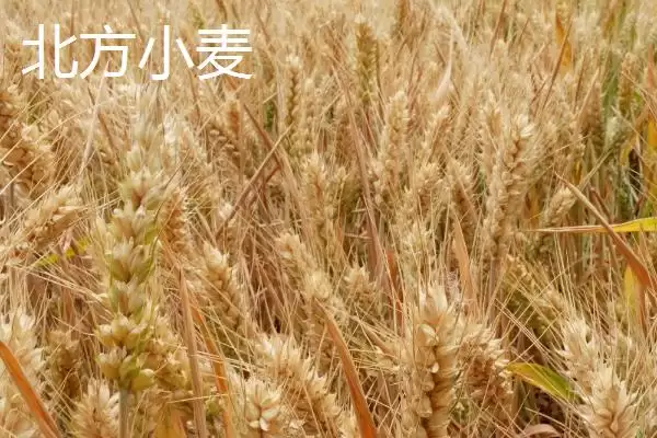 南方小麦种植情况介绍(南方种植的通常是冬小麦)?插图3 南方小麦种植情况介绍(南方种植的通常是冬小麦)?插图3