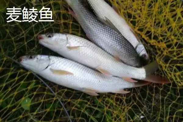 麦鲮鱼和红眼鱼区别介绍(麦鲮鱼圆鳞、吻钝、嘴阔与红眼鱼区别)?插图7 麦鲮鱼和红眼鱼区别介绍(麦鲮鱼圆鳞、吻钝、嘴阔与红眼鱼区别)?插图7