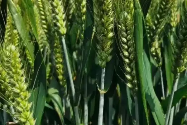 石麦22小麦品种抗病特性(石麦22中抗白粉病)？插图2