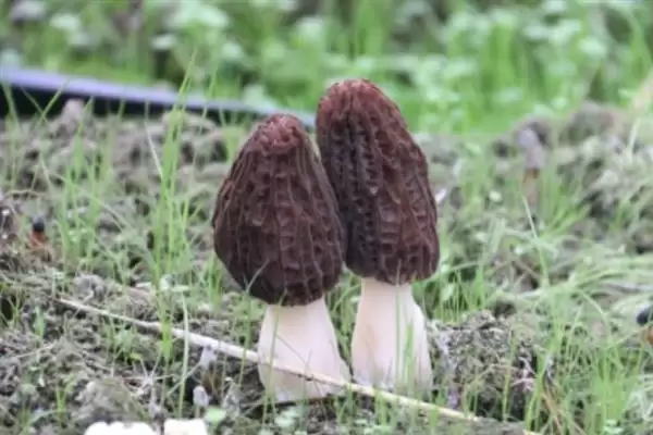 识别食用菌杂菌方法介绍(从颜色、气味等区分食用菌杂菌)?插图1 识别食用菌杂菌方法介绍(从颜色、气味等区分食用菌杂菌)?插图1