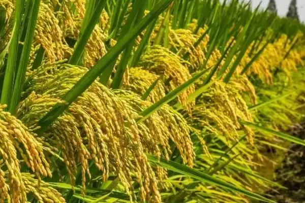 水稻品种选择要点介绍(选择水稻品种首先考虑生育期是否合适)?插图2 水稻品种选择要点介绍(选择水稻品种首先考虑生育期是否合适)?插图2