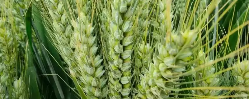 衡136小麦种子特点、播种量(衡136小麦种子特点，每亩适宜播种量7～10千克)？-会东网