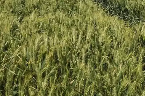 齐麦2号小麦品种基本苗情况(齐麦2号每亩基本苗18万左右)?插图3 齐麦2号小麦品种基本苗情况(齐麦2号每亩基本苗18万左右)?插图3