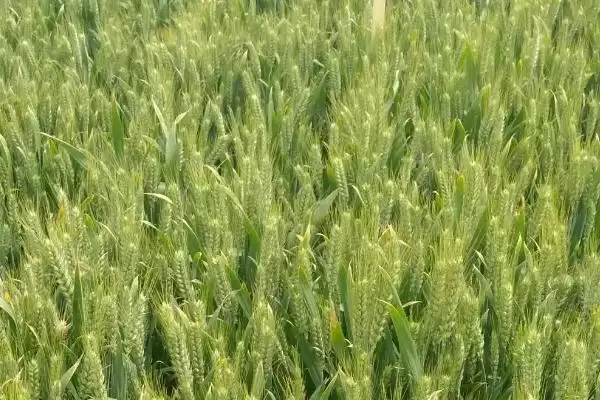 秦育3号小麦种子抗病特性(秦育3号中抗叶锈病和黄矮病)？插图2