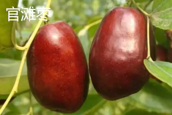 山西省襄汾县特产介绍(山西省襄汾县有地黄药材营销基地)？插图3