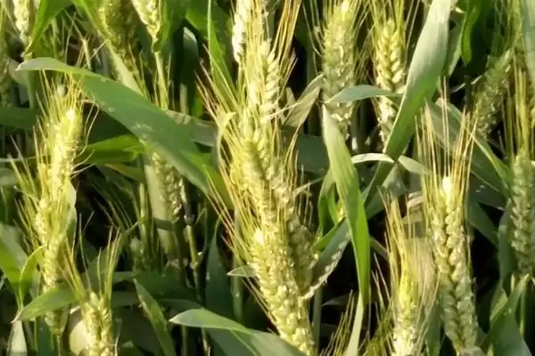 宛麦18小麦种子播量介绍(宛麦18高肥力地块亩播量6-8kg)?插图2 宛麦18小麦种子播量介绍(宛麦18高肥力地块亩播量6-8kg)?插图2