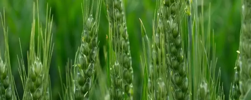 济麦0435小麦种子特点、适宜播期(济麦0435小麦种子特点，适宜播期10月5－15日)？-会东网