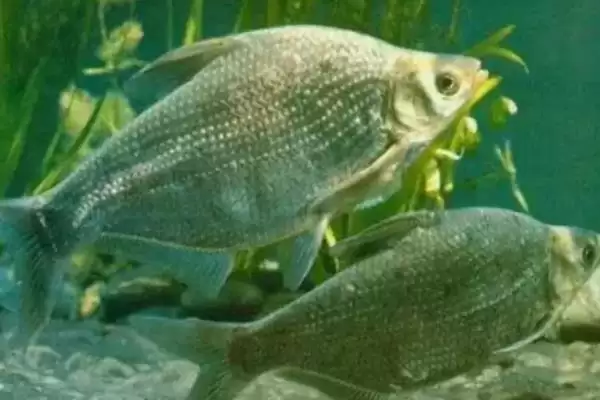 鳊鱼生长大小及常见个体重量情况(鳊鱼能长到多大及常见个体重量)？插图3