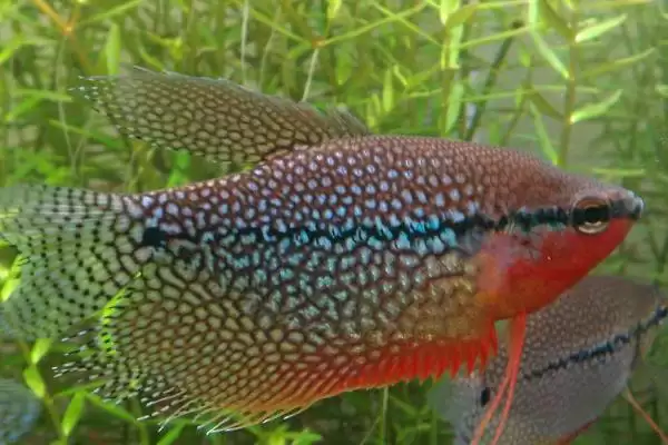 神仙鱼混养鱼类推荐(神仙鱼可与7种鱼混养)?插图4 神仙鱼混养鱼类推荐(神仙鱼可与7种鱼混养)?插图4