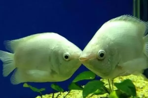 神仙鱼混养鱼类推荐(神仙鱼可与7种鱼混养)?插图1 神仙鱼混养鱼类推荐(神仙鱼可与7种鱼混养)?插图1