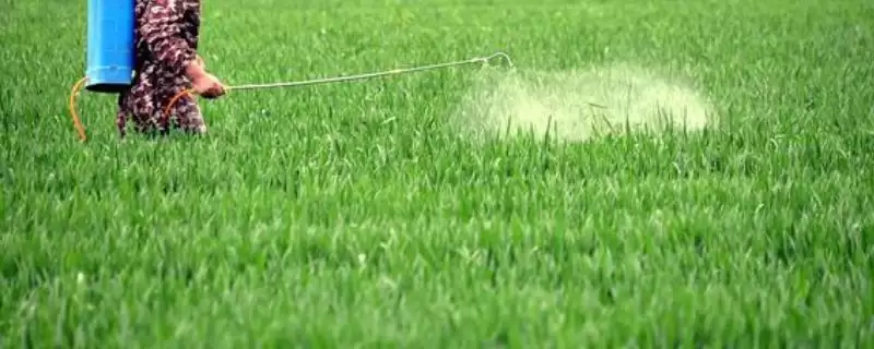 小麦蚜虫防治方法及农业生物化学法(小麦蚜虫咋防治及防治方法)?-会东网