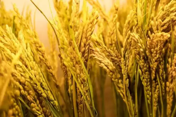 共香优107水稻种子情况、全生育期(共香优107水稻种子介绍，全生育期118.6天)？插图3