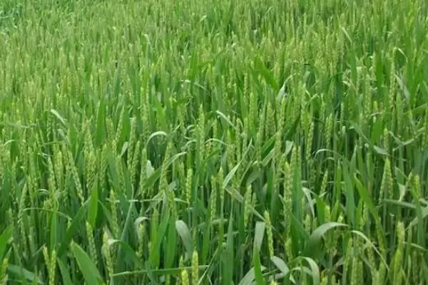 龙麦808小麦种子生育期情况(龙麦808平均生育期248天)？插图1