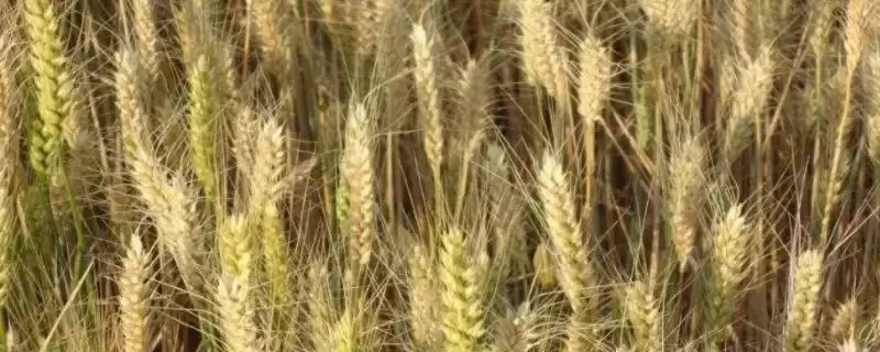 牛麦136小麦种子基本苗情况(牛麦136每亩适宜基本苗18-20万)？-会东网