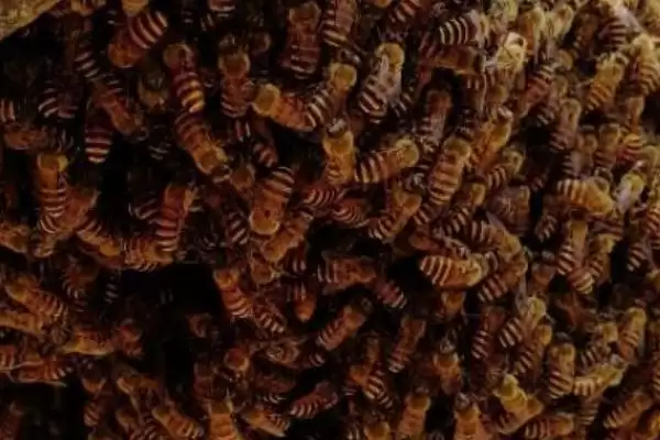 蜜蜂巢虫防治方法介绍(蜜蜂巢虫防治需及时更换新脾)？插图3