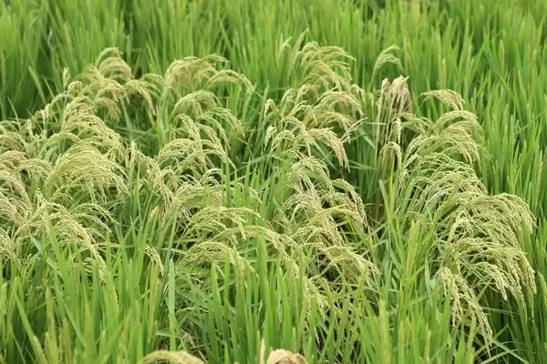 沪稻55号水稻种子全生育期160天左右详情(沪稻55号水稻种子160天左右生育期详情)？插图2