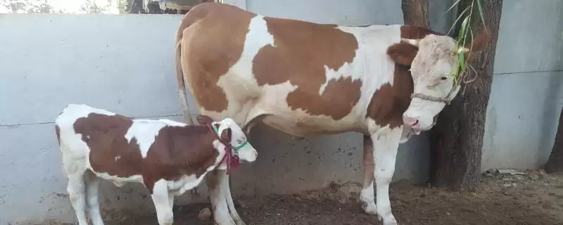 怀孕母牛能否用头孢相关情况(怀孕母牛可以用头孢吗，怀孕母牛不适合用头孢)？-会东网