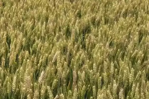 中育1428小麦品种简介与全生育期时长(中育1428小麦品种简介及全生育期)？插图2