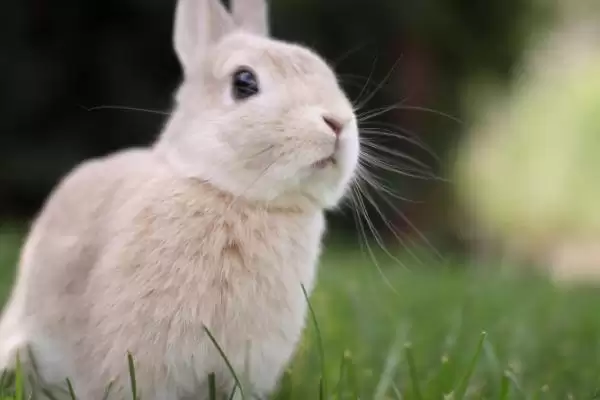 兔子脑囊炎诊断治疗方法(兔子脑囊炎通常通过血清学检查诊断)?插图2 兔子脑囊炎诊断治疗方法(兔子脑囊炎通常通过血清学检查诊断)?插图2