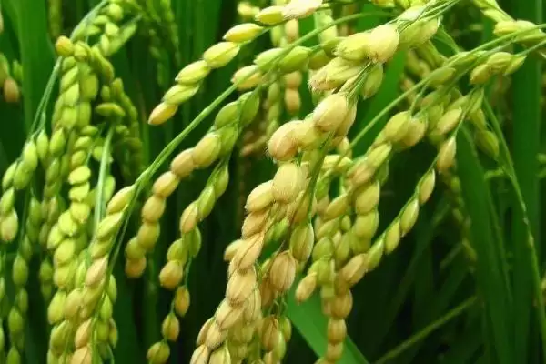 永乐908水稻种简介与秧田播种量(永乐908水稻种简介及秧田播种量)?插图1 永乐908水稻种简介与秧田播种量(永乐908水稻种简介及秧田播种量)?插图1