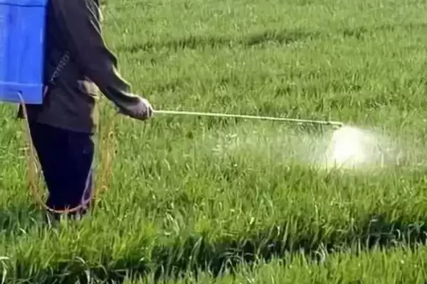 小麦管理及用药方法与生长阶段关系(小麦管理及用药咋做与生长阶段)？插图3