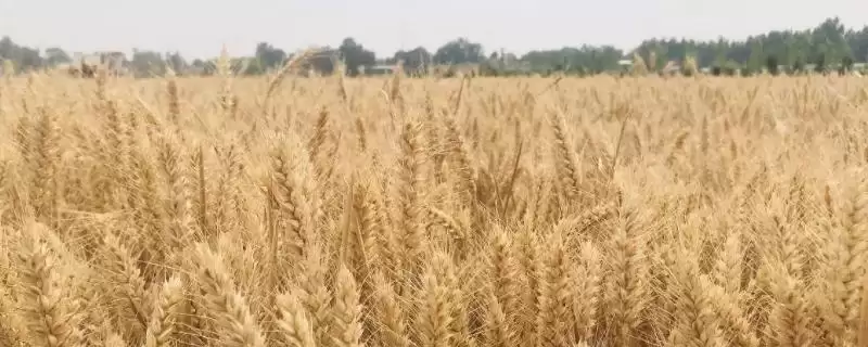 襄麦90小麦种简介与小穗着生密度(襄麦90小麦种简介及小穗密度)？-会东网