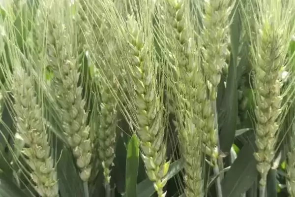 联丰707小麦种情况、全生育期(联丰707小麦种简介，全生育期227.9天)？插图3