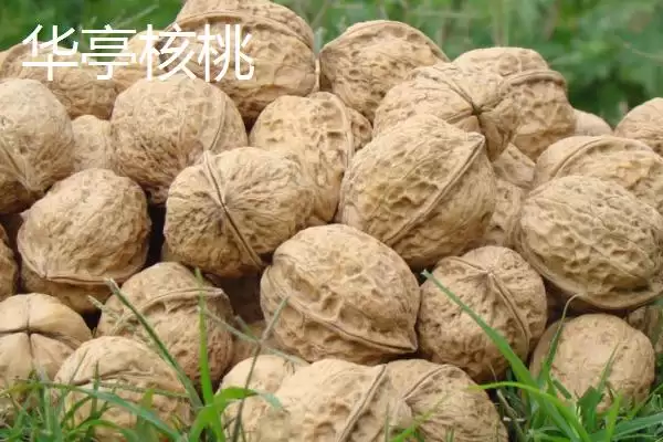 甘肃省民乐县的特产相关情况(甘肃省民乐县的特产,产出的苹果梨具有中国一代梨王的美誉)?插图7 甘肃省民乐县的特产相关情况(甘肃省民乐县的特产,产出的苹果梨具有中国一代梨王的美誉)?插图7