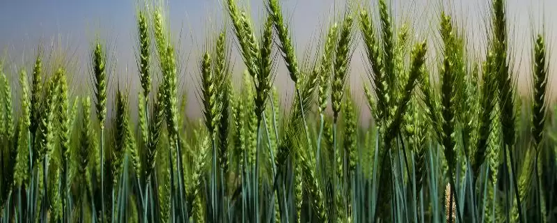 开麦1706小麦种子情况、适宜播期(开麦1706小麦种子简介，适宜播种期10月上中旬)？-会东网