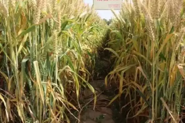 镇麦15品种简介与春性中熟品种特性(镇麦15品种简介及春性中熟品种特性)？插图5