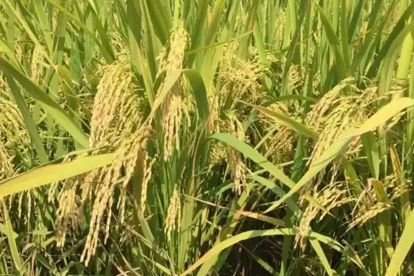 徽粳865水稻种作为中粳常规品种详情(徽粳865水稻种中粳常规品种详情)？插图3