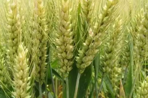 存麦12号麦种情况、所属类型(存麦12号麦种的介绍，是一种半冬性的小麦品种)？插图3