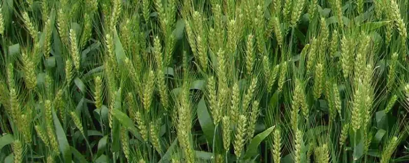 中鼎原紫1号小麦种子介绍与适宜基本苗数(中鼎原紫1号小麦种子介绍及适宜基本苗数)?-会东网
