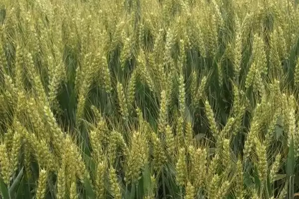 龙堂一号小麦品种播种要点(龙堂一号足墒播种)？插图1