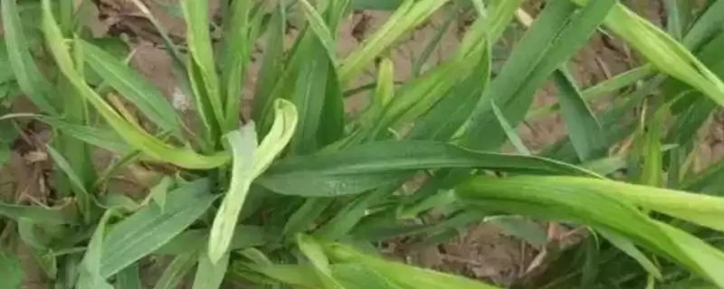 小麦丛矮病防治方式及甲拌磷拌种要点(小麦丛矮病咋防治及拌种要点)？-会东网