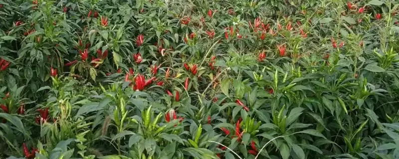 朝天椒种植密度及合理选择要点(朝天椒种植密度如何及合理选择要点)?-会东网