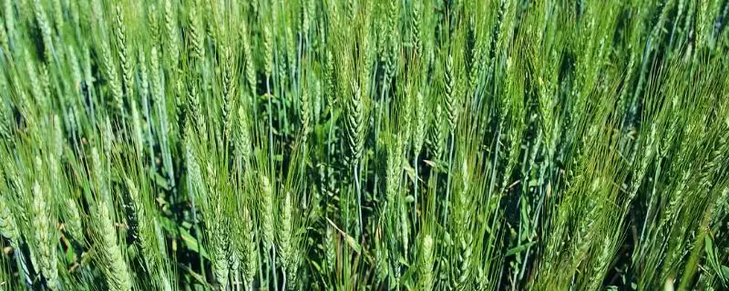 冬天小麦是否需打红蜘蛛药(冬天小麦需要打红蜘蛛药吗,冬天红蜘蛛处于休眠期无需打药防治)?-会东网