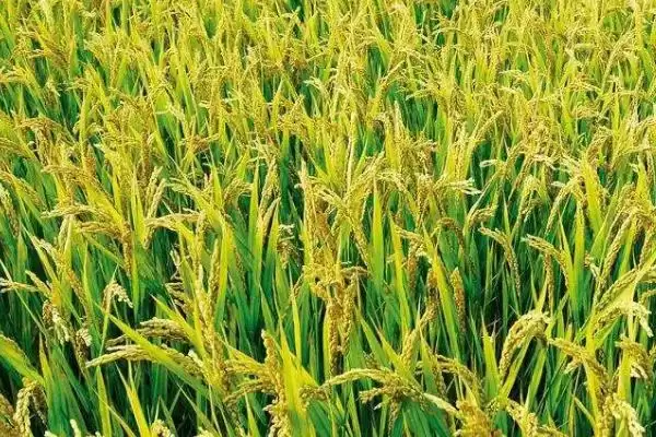 新稻22水稻品种简介及中上等肥力要求(新稻22水稻品种简介及肥力要求)？插图1