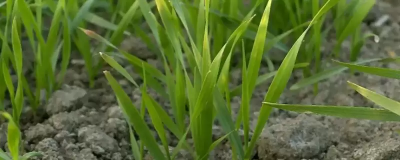 小麦苗期叶片发黄干枯原因及分析(小麦苗期叶片发黄干枯为啥及分析)?插图 小麦苗期叶片发黄干枯原因及分析(小麦苗期叶片发黄干枯为啥及分析)?插图