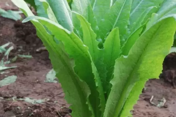 油麦菜和莴笋叶区别及外观差异分析(油麦菜和莴笋叶有啥区别及外观差异)?插图3 油麦菜和莴笋叶区别及外观差异分析(油麦菜和莴笋叶有啥区别及外观差异)?插图3