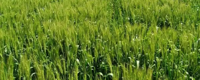 陇鉴9825小麦品种抗病特性(陇鉴9825中抗白粉病)?-会东网