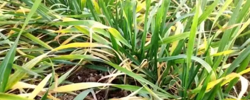 麦苗发黄原因介绍(麦苗发黄因病虫害、缺肥、密度大等因素)?插图 麦苗发黄原因介绍(麦苗发黄因病虫害、缺肥、密度大等因素)?插图