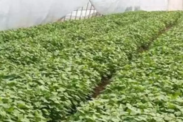 红薯使用二甲戊灵的时间要点(红薯什么时候可以用二甲戊灵，在移栽缓苗后、播种后出苗前均可使用)？插图3