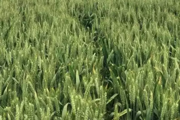 中梁28号小麦种子特征特性与除草要点(中梁28号小麦种子特征及除草要点)？插图2