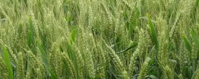 龙堂二号小麦种子品种属性(龙堂二号属半冬性中熟品种)?-会东网